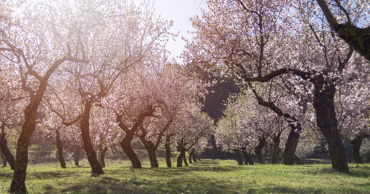 almond trees in spring in ibiza