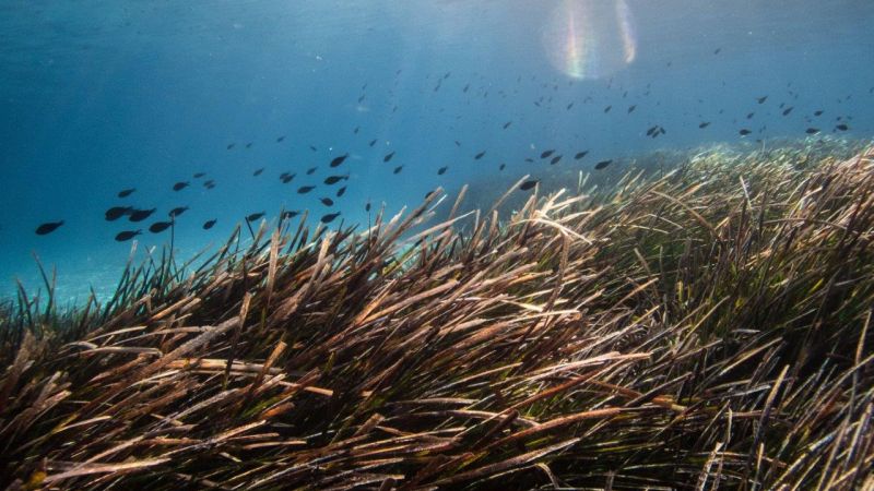 You must know the importance of "posidonia" before renting a boat in Ibiza