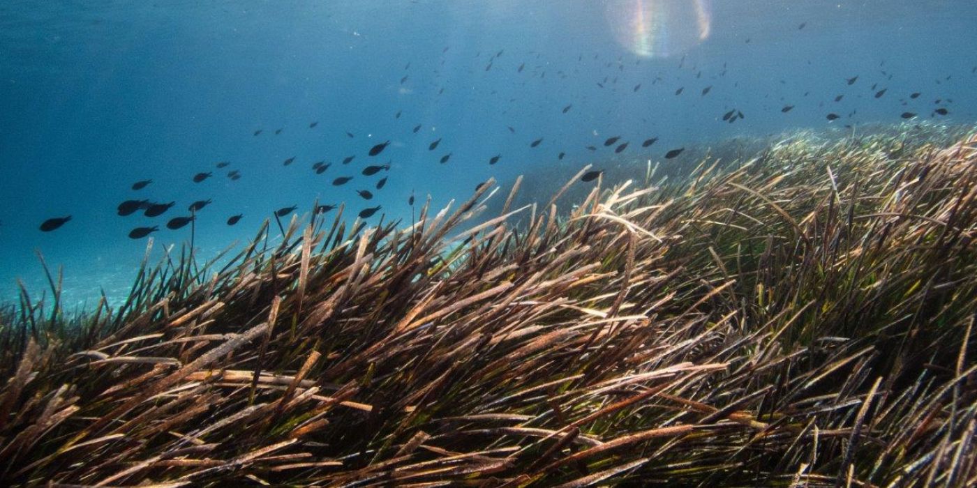 You must know the importance of "posidonia" before renting a boat in Ibiza